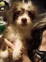 Eli, a male Pomchi for sale in Mount Orab, OH – 3 of 6