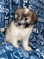Dolly, a female Pomapoo for sale in Mount Orab, OH – 8 of 10
