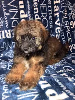 Snickers, a male Pomapoo for sale in Mount Orab, OH – 10 of 10