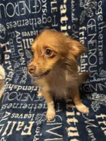 Chandler, a male Pomchi for sale in Mount Orab, OH – 8 of 8