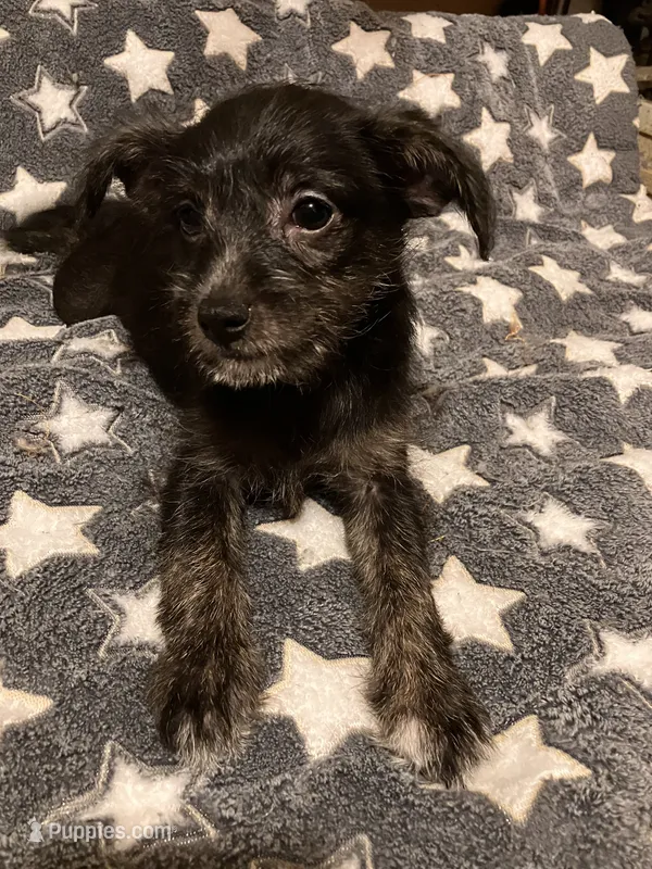 Stella – Pomchi puppy for sale in Mount Orab, OH