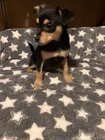 Roger, a male Pomchi for sale in Mount Orab, OH – 5 of 10