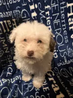 Lamb chop, a female Pomapoo for sale in Mount Orab, OH – 3 of 10