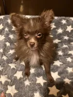 Chocolate chip, a male Pomapoo for sale in Mount Orab, OH – 3 of 10