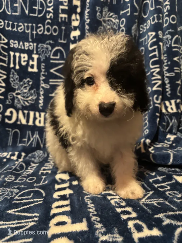 August – Pomapoo puppy for sale in Mount Orab, OH