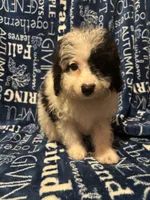 August, a male Pomapoo for sale in Mount Orab, OH – 1 of 10