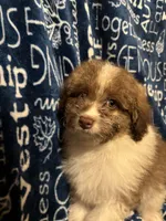 Barkley, a male Pomapoo for sale in Mount Orab, OH – 5 of 10
