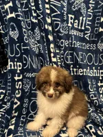 Barkley, a male Pomapoo for sale in Mount Orab, OH – 10 of 10