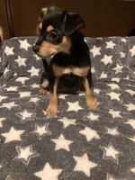 Roger, a male Pomchi for sale in Mount Orab, OH – 7 of 10