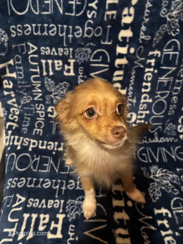 Chandler – Pomchi puppy for sale in Mount Orab, OH