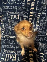 Chandler, a male Pomchi for sale in Mount Orab, OH – 1 of 8