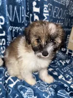 Dolly, a female Pomapoo for sale in Mount Orab, OH – 10 of 10