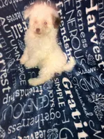 Lamb chop, a female Pomapoo for sale in Mount Orab, OH – 4 of 10