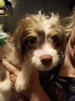 Eli, a male Pomchi for sale in Mount Orab, OH – 2 of 6