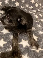 Stella, a female Pomchi for sale in Mount Orab, OH – 3 of 10