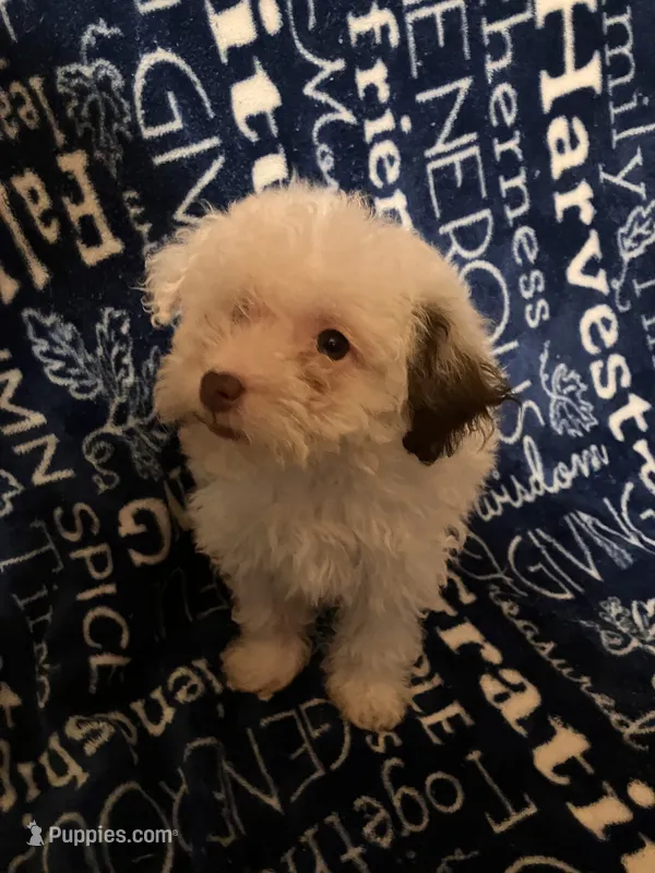 Lamb chop – Pomapoo puppy for sale in Mount Orab, OH