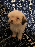 Lamb chop, a female Pomapoo for sale in Mount Orab, OH – 1 of 10
