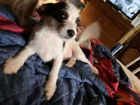 Sam I am, a male Pomchi for sale in Mount Orab, OH – 6 of 10