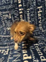 Chandler, a male Pomchi for sale in Mount Orab, OH – 2 of 8