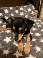 Dodger, a male Pomchi for sale in Mount Orab, OH – 5 of 10