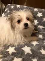 Freckles, a male Pomapoo for sale in Mount Orab, OH – 3 of 10
