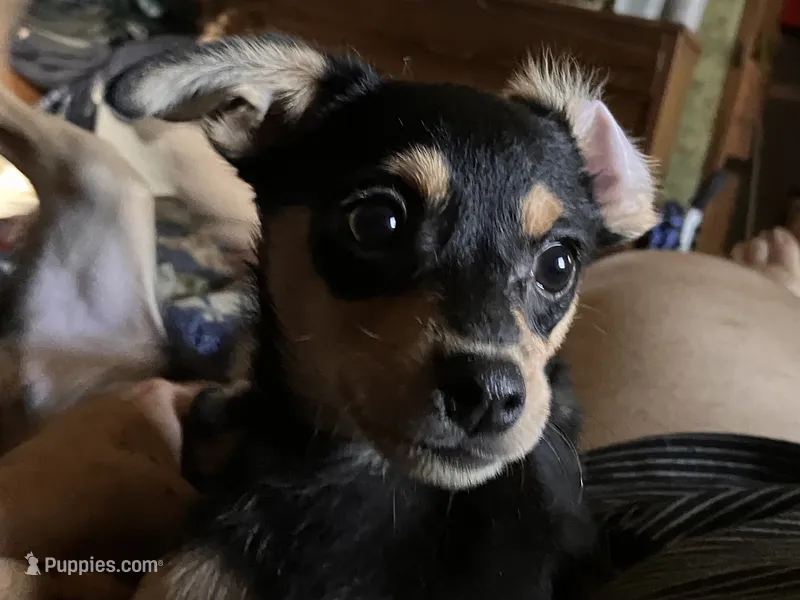 Dodger – Pomchi puppy for sale in Mount Orab, OH
