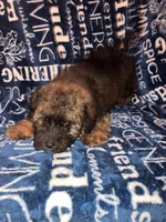 Snickers, a male Pomapoo for sale in Mount Orab, OH – 5 of 10