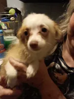 Sonnet, a female Pomchi for sale in Mount Orab, OH – 5 of 10