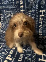 Lyric, a female Pomchi for sale in Mount Orab, OH – 3 of 9