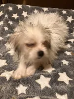 Freckles, a male Pomapoo for sale in Mount Orab, OH – 9 of 10