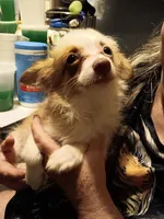 Sonnet, a female Pomchi for sale in Mount Orab, OH – 4 of 10