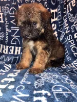 Snickers, a male Pomapoo for sale in Mount Orab, OH – 2 of 10