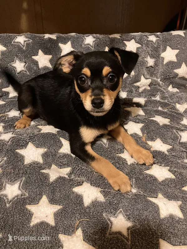 Roger – Pomchi puppy for sale in Mount Orab, OH