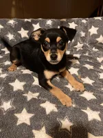 Roger, a male Pomchi for sale in Mount Orab, OH – 1 of 10