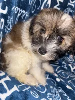 Dolly, a female Pomapoo for sale in Mount Orab, OH – 5 of 10