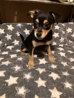 Roger, a male Pomchi for sale in Mount Orab, OH – 8 of 10
