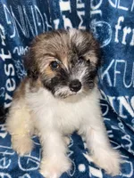 Dolly, a female Pomapoo for sale in Mount Orab, OH – 6 of 10