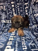 Snickers, a male Pomapoo for sale in Mount Orab, OH – 6 of 10