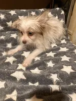 Matilda, a female Pomapoo for sale in Mount Orab, OH – 3 of 10
