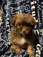 Applejack, a male Pomapoo for sale in Mount Orab, OH – 6 of 10