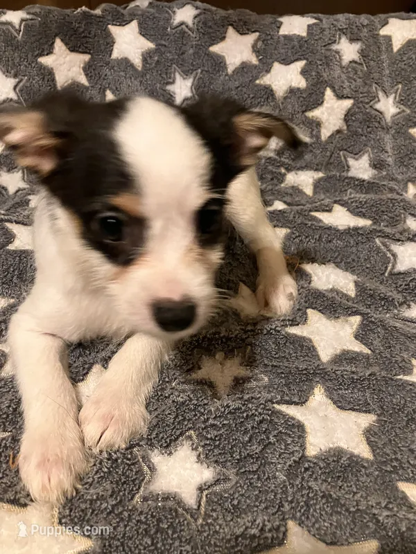 Sam I am – Pomchi puppy for sale in Mount Orab, OH