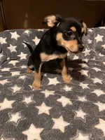 Roger, a male Pomchi for sale in Mount Orab, OH – 3 of 10