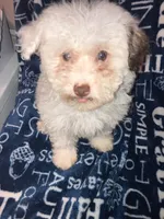 Lamb chop, a female Pomapoo for sale in Mount Orab, OH – 8 of 10
