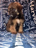 Snickers, a male Pomapoo for sale in Mount Orab, OH – 4 of 10