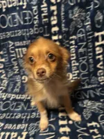Chandler, a male Pomchi for sale in Mount Orab, OH – 4 of 8