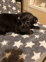 Vernie, a female Pomchi for sale in Mount Orab, OH – 2 of 10