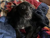 Stella, a female Pomchi for sale in Mount Orab, OH – 4 of 9