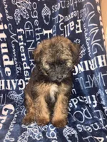 Snickers, a male Pomapoo for sale in Mount Orab, OH – 3 of 10