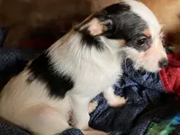 Sam I am, a male Pomchi for sale in Mount Orab, OH – 3 of 10