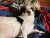 Sam I am, a male Pomchi for sale in Mount Orab, OH – 2 of 10